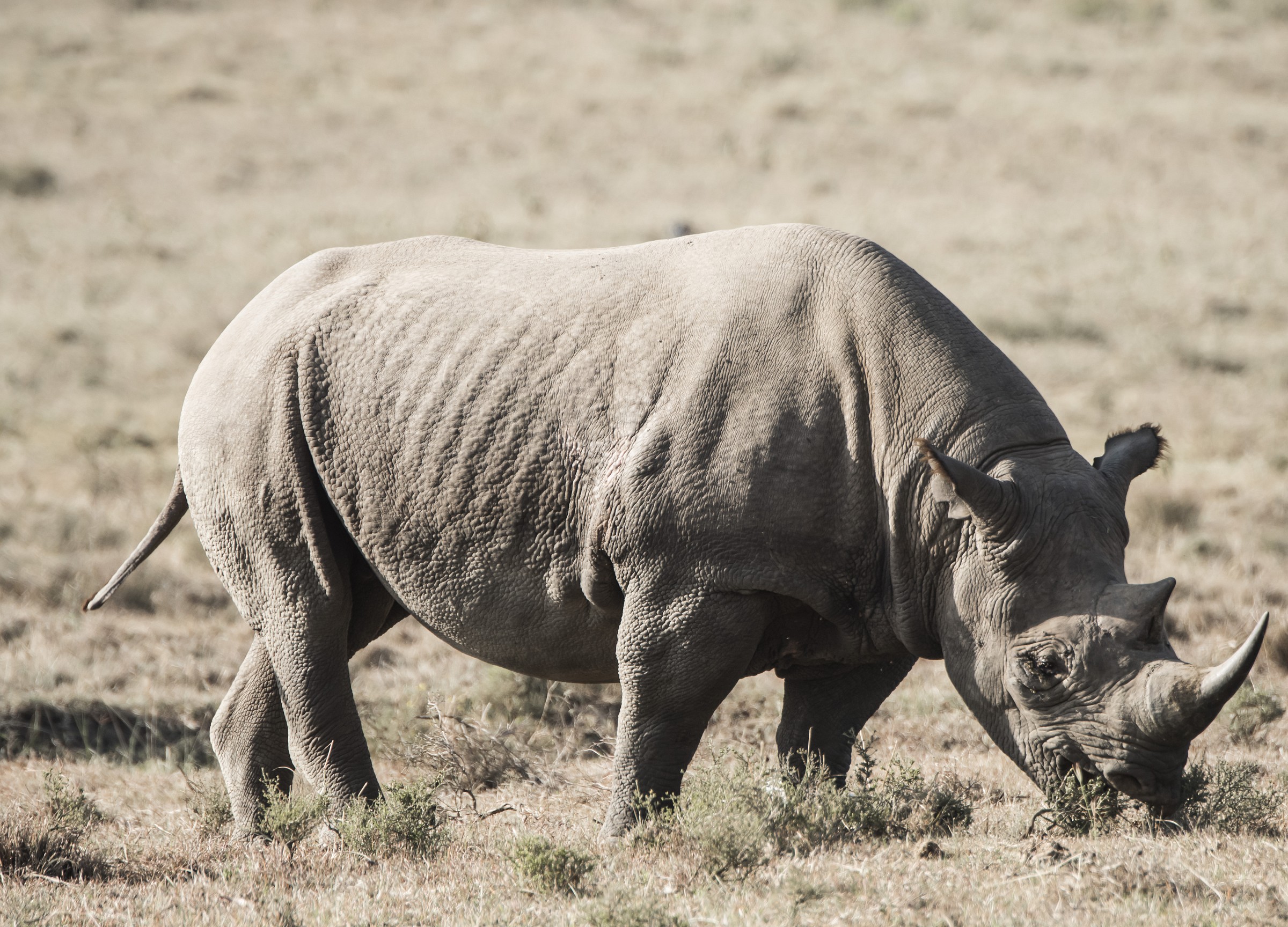 Rinoceronte Grigio alle Prime ore del Giorno..