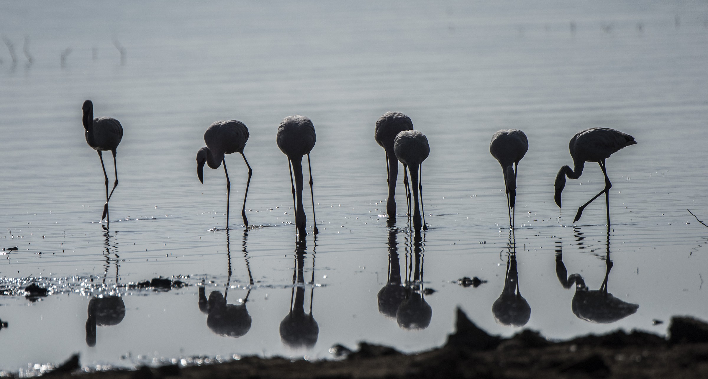 Il Riflesso dei Fenicotteri all'alba
