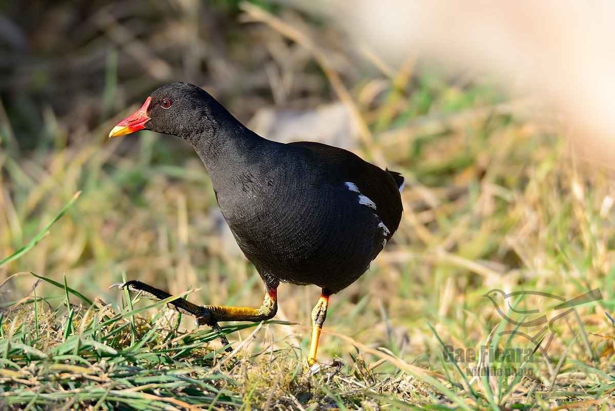 Moorhen