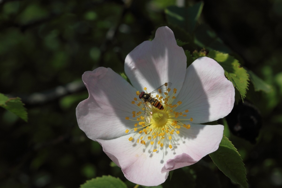 rosa canina con ospite