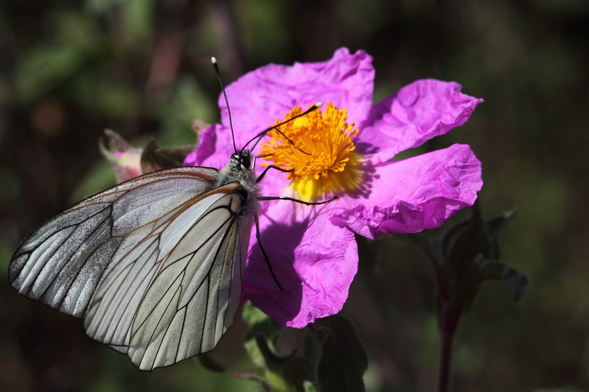cavolaia e cisto in fiore