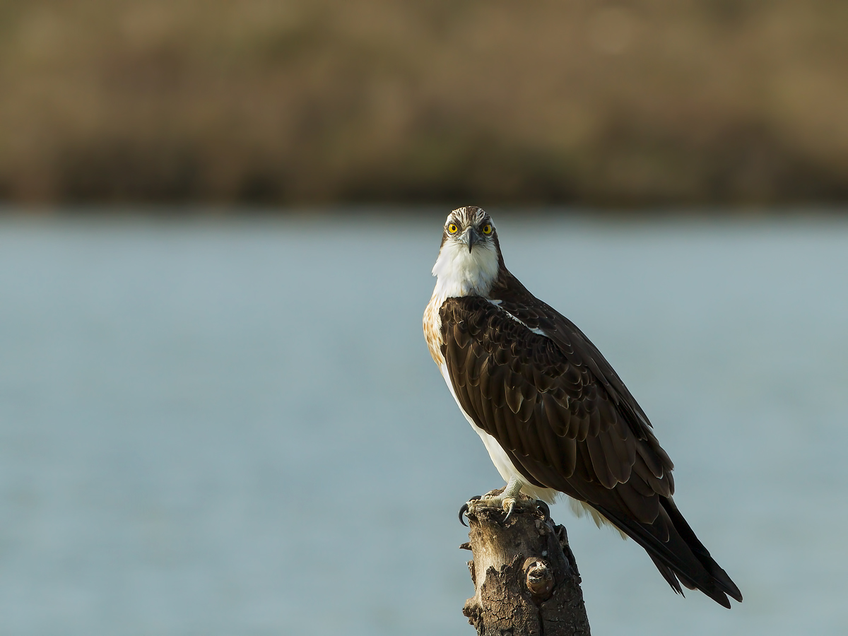 and if you attack me?