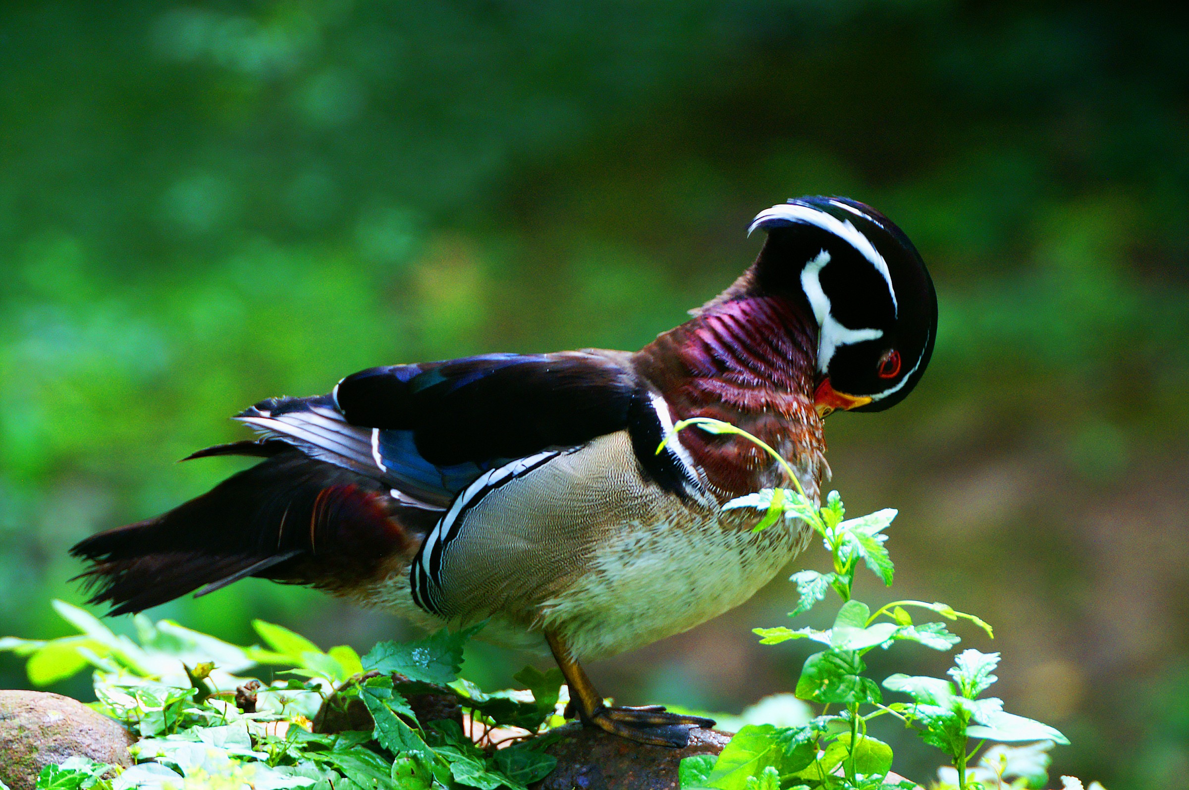 Carolina Aix sponsa - una bella spiumatina