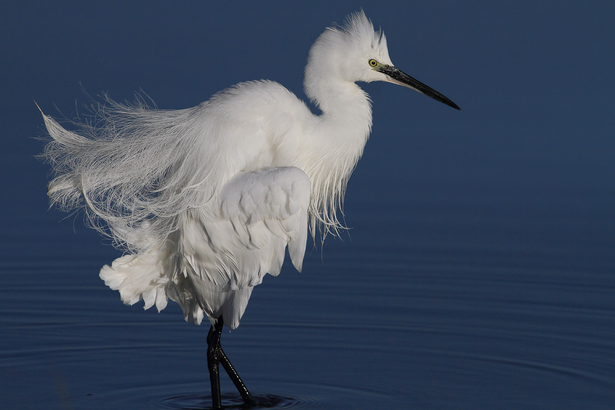 Egret
