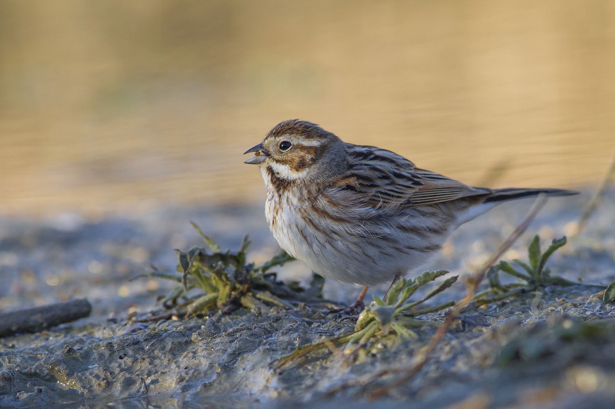 Migliarino di palude ( femmina )
