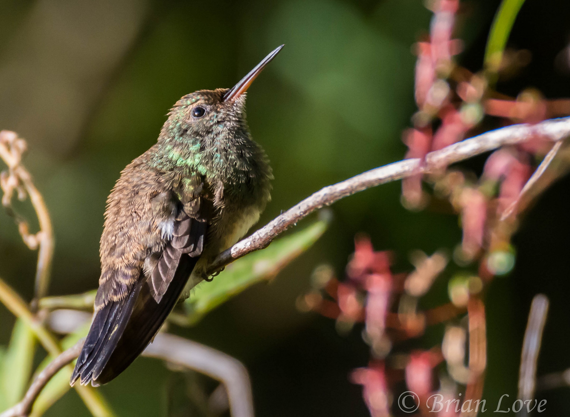 Snowy-bellied Hummingbird