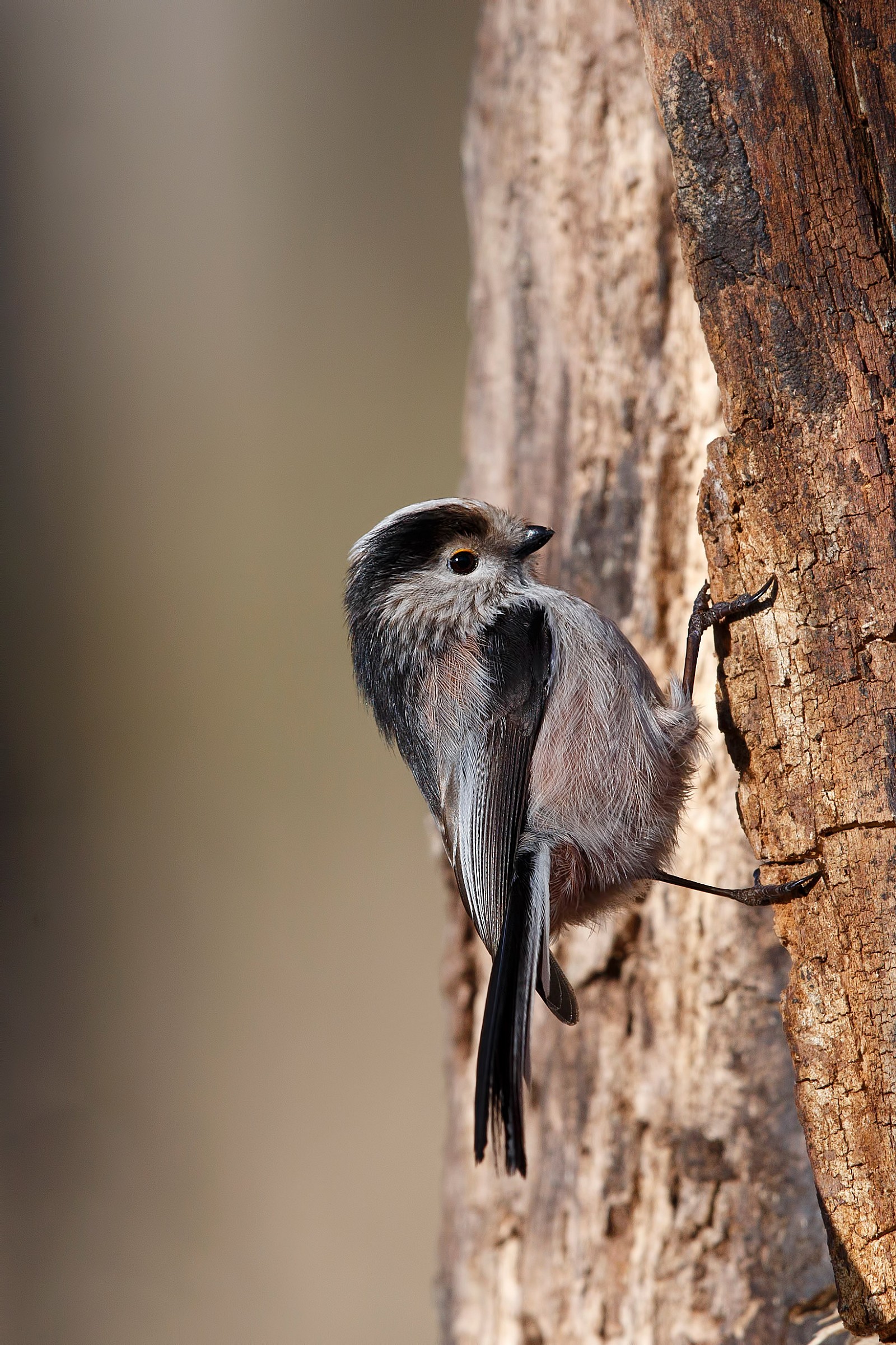 Long-tailed Tit (climber)