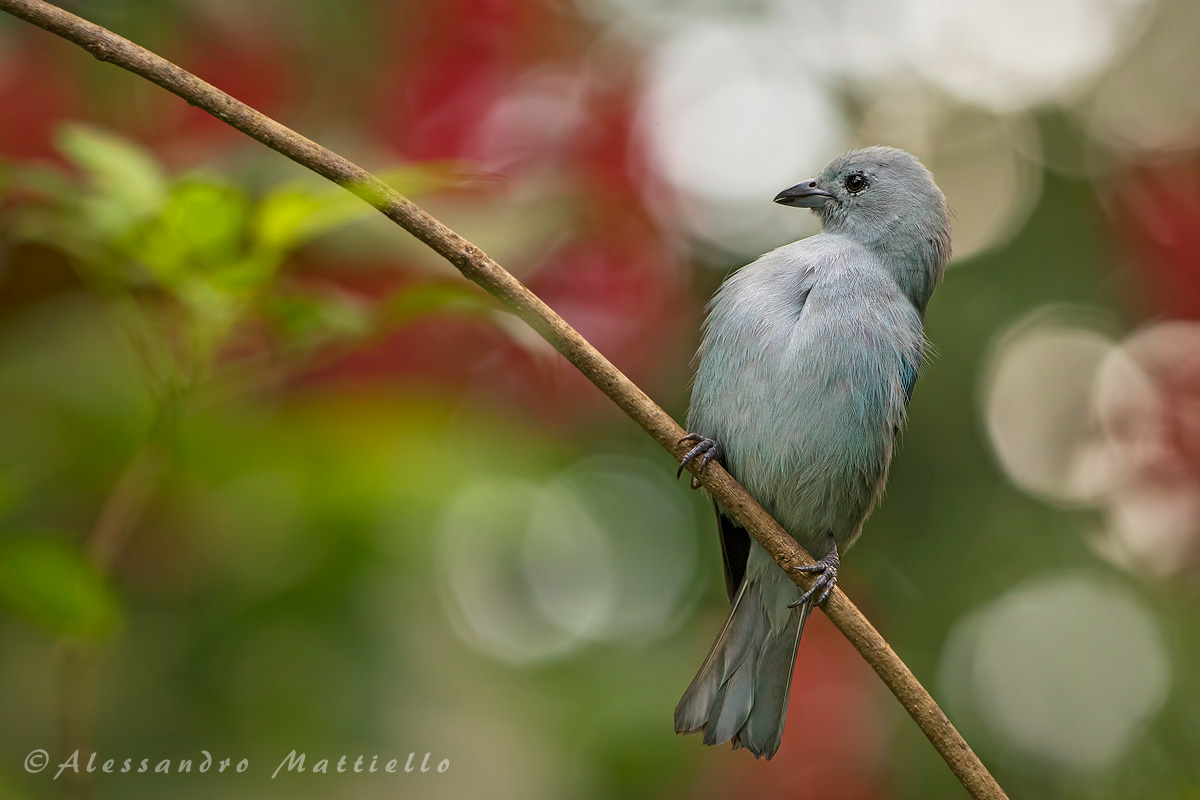 blue-gray tanager in bianco rosso e verde