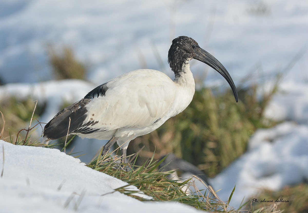 ibis e la neve di febbraio