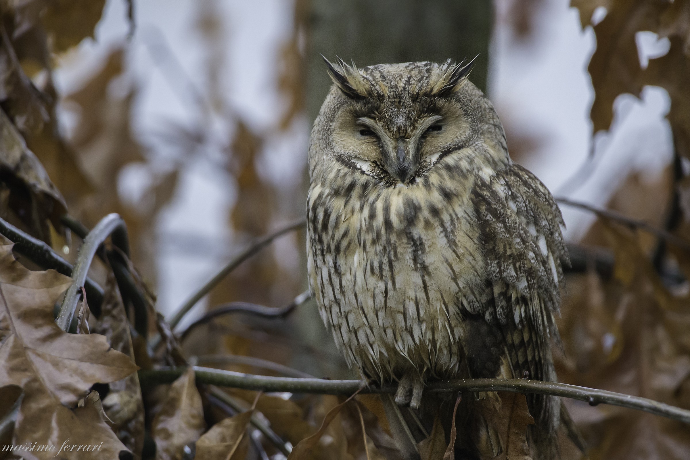 Gufo al riposo