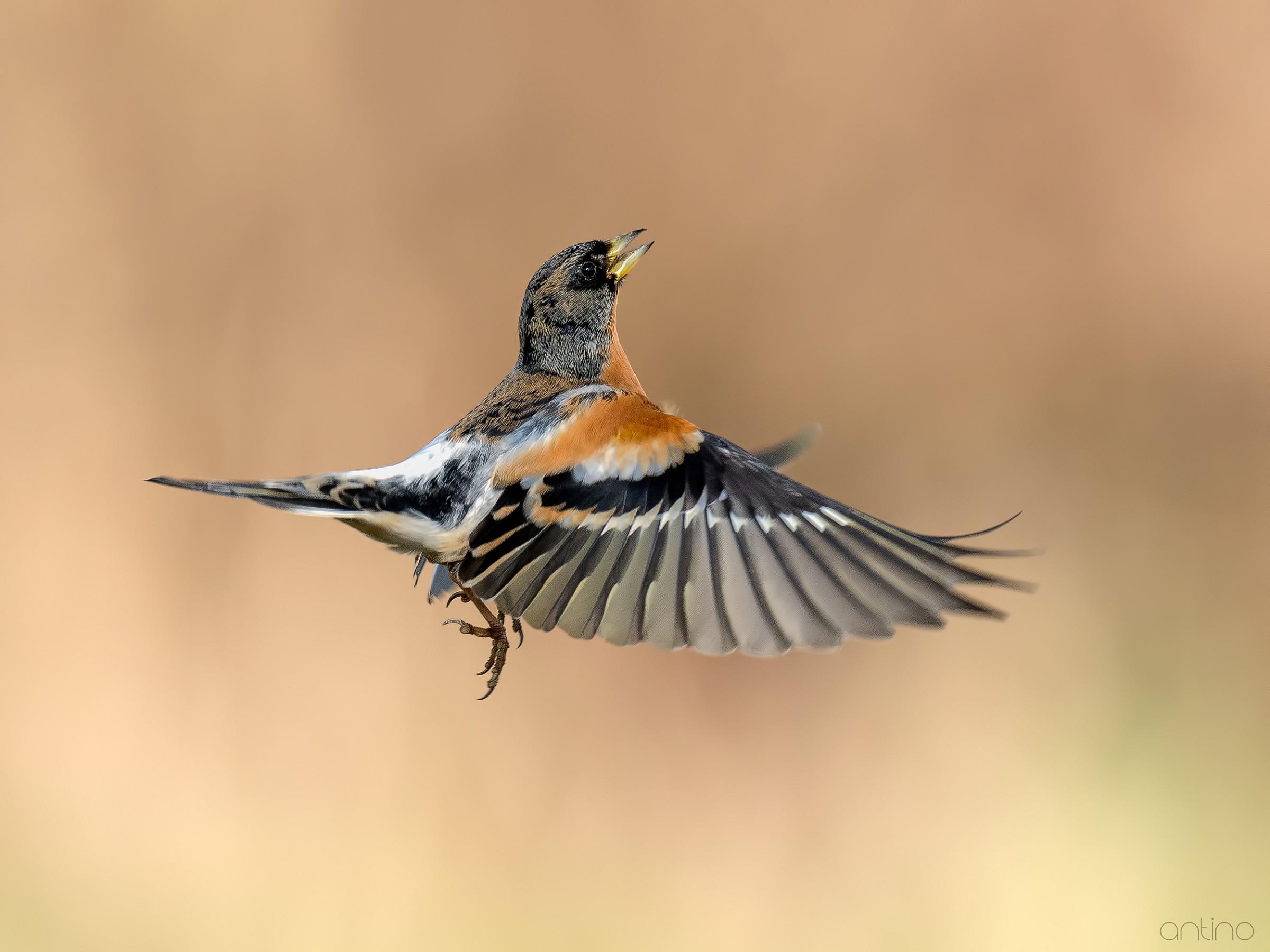 Brambling