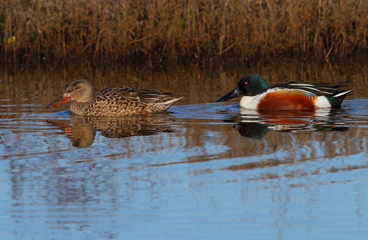 Shovelers