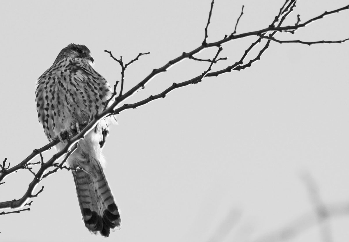 kestrel
