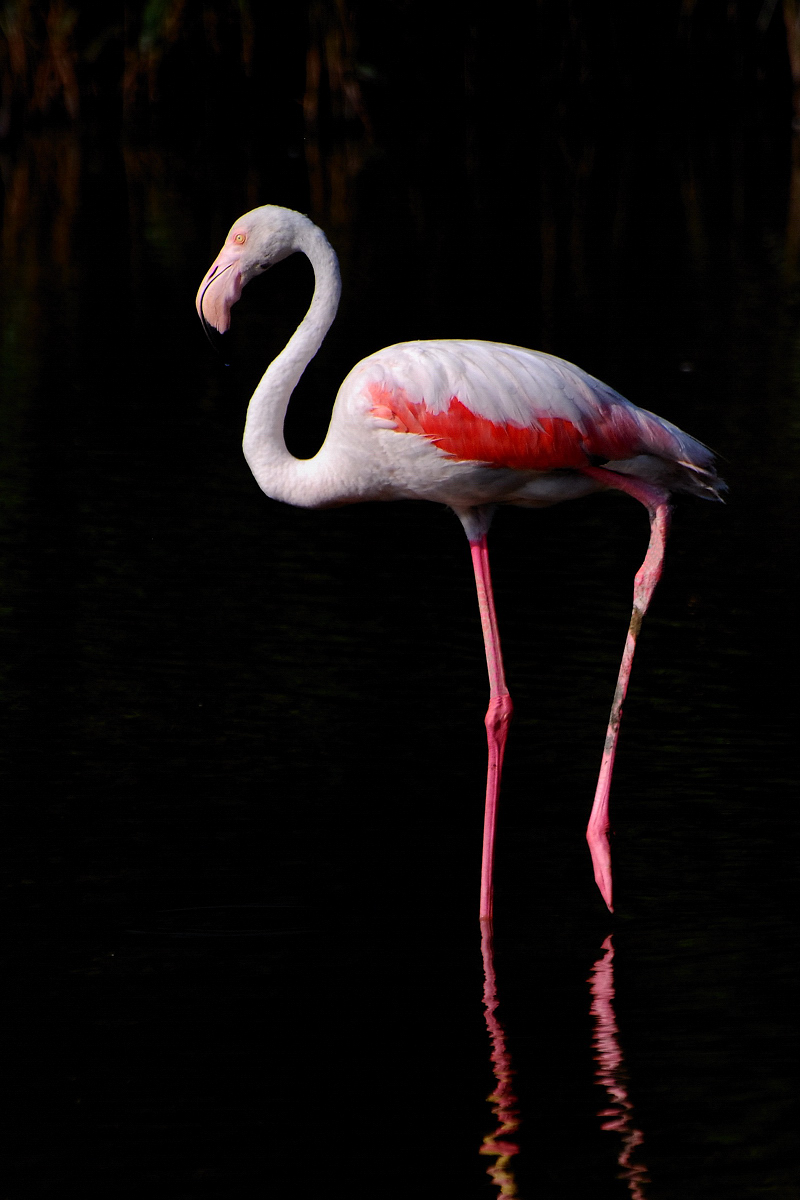 Flamingo