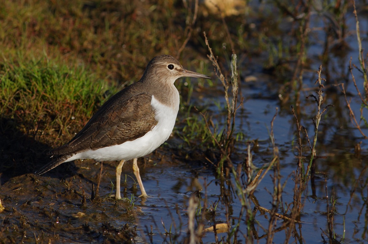 Common Sandpiper