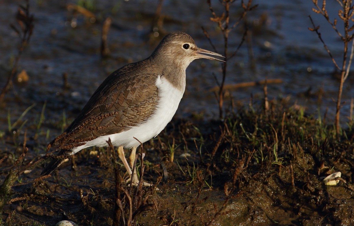 Common Sandpiper