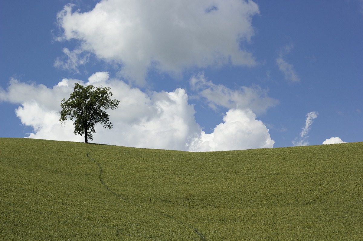 Albero tra le nuvole