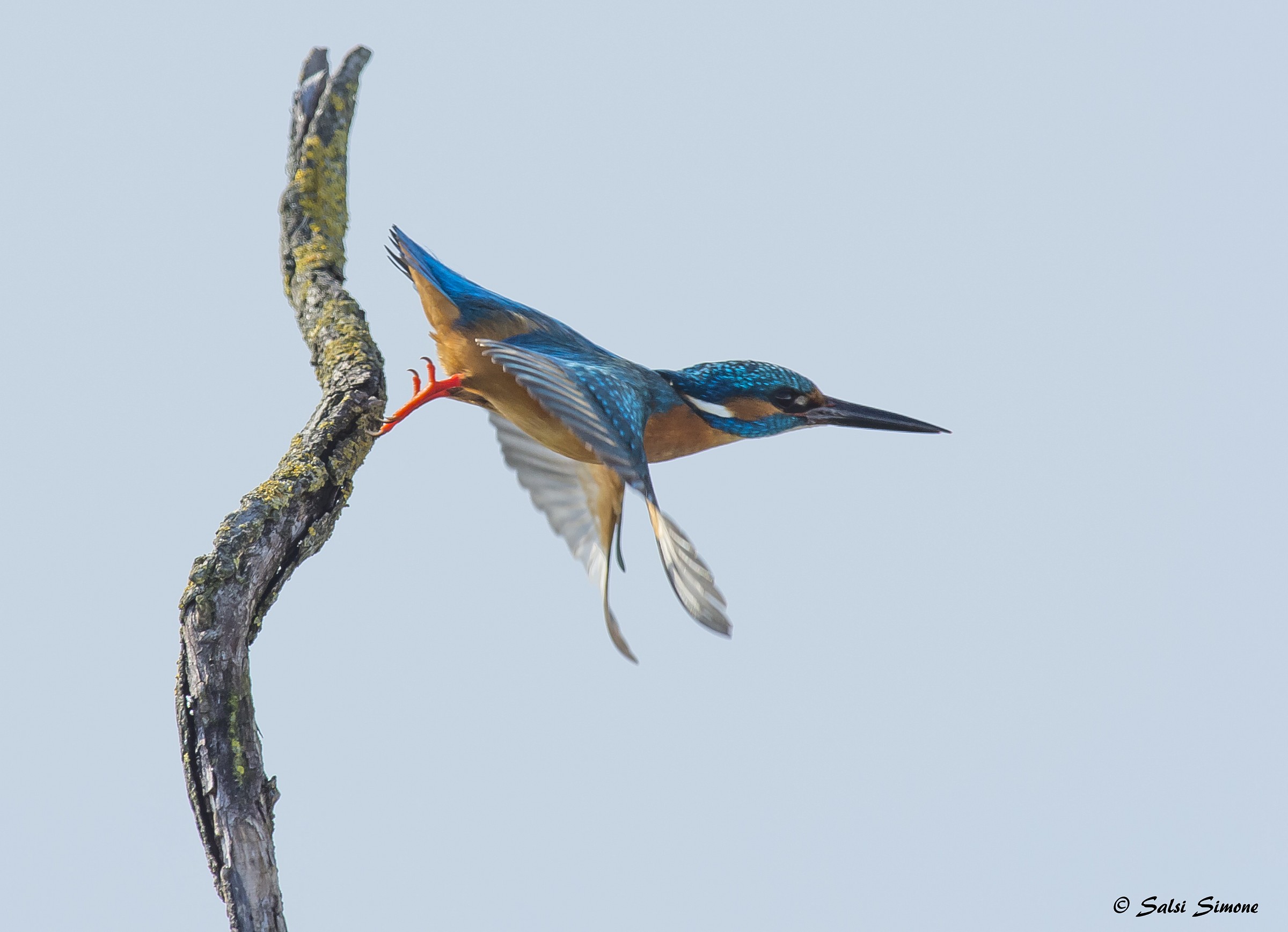 kingfisher