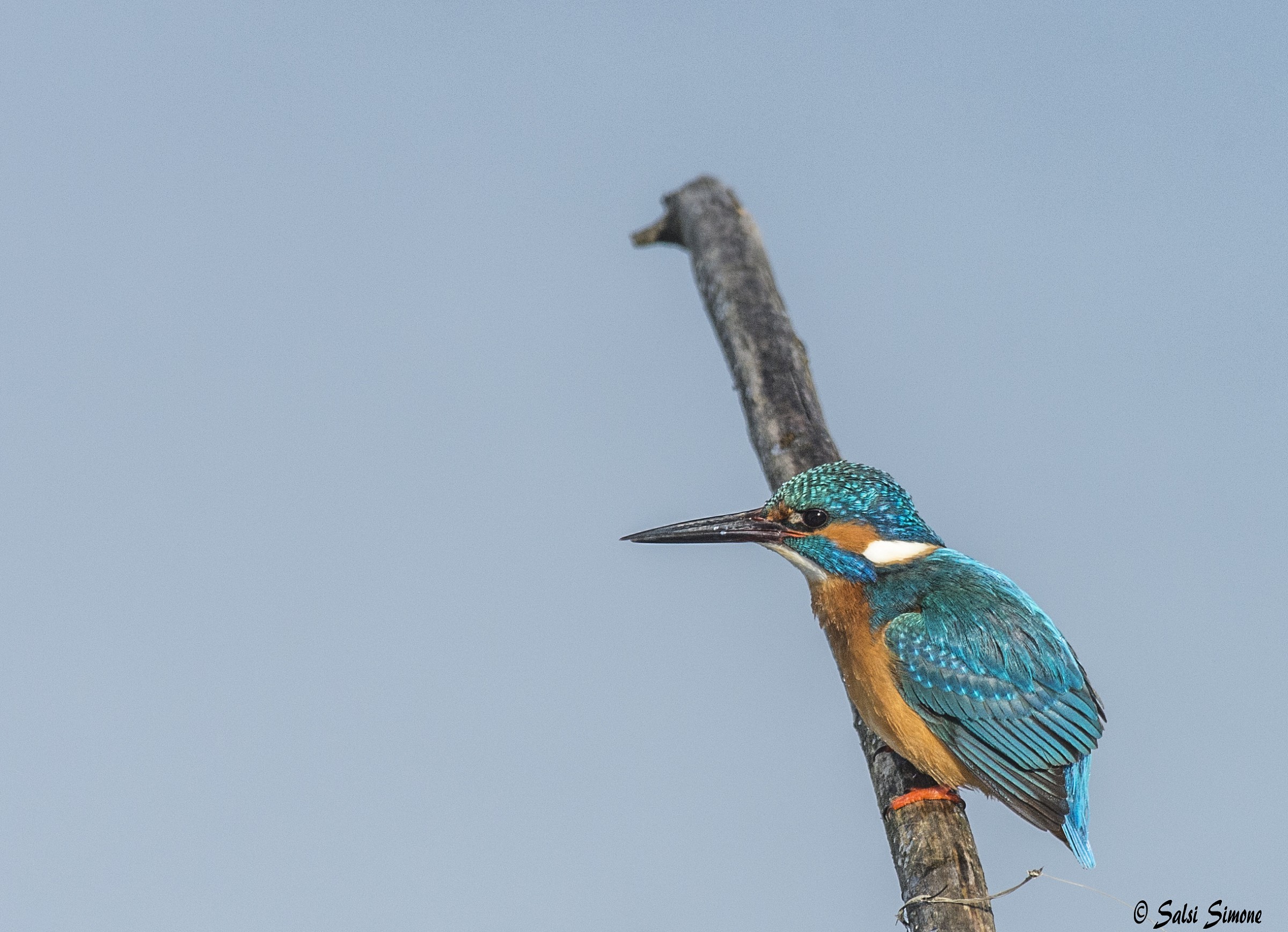kingfisher