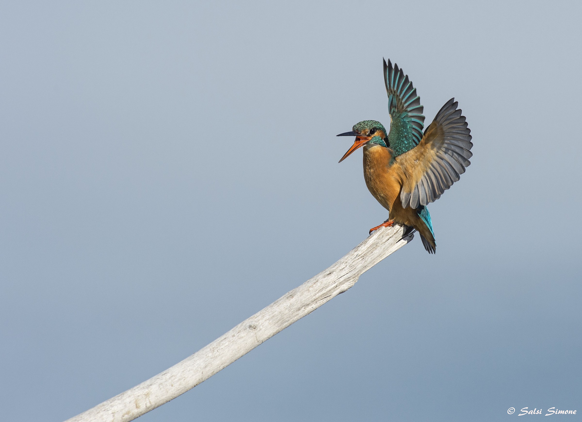 kingfisher