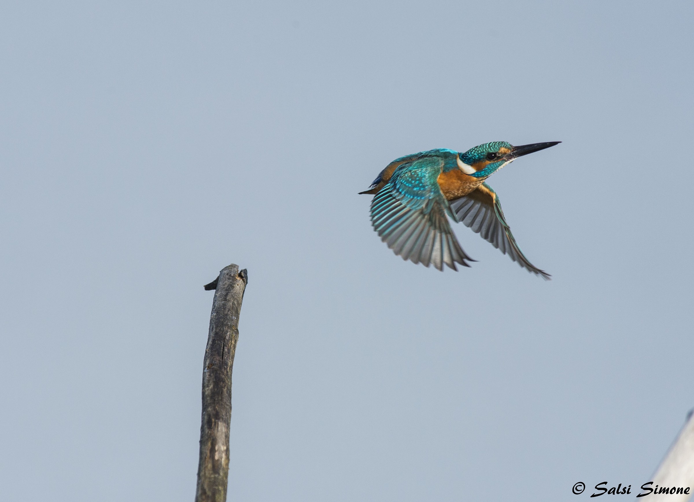 kingfisher