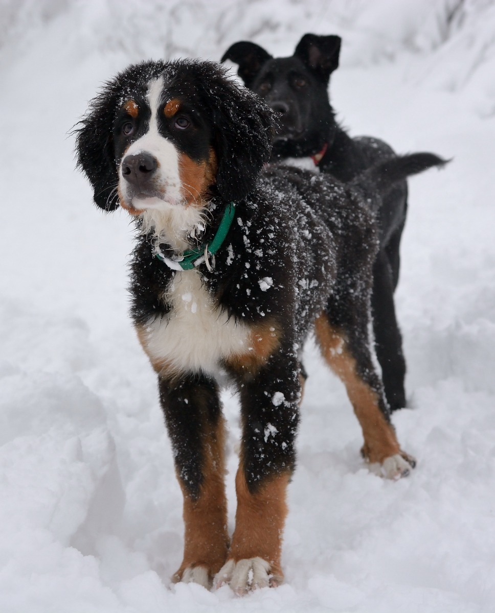 Waiting for their turn ...