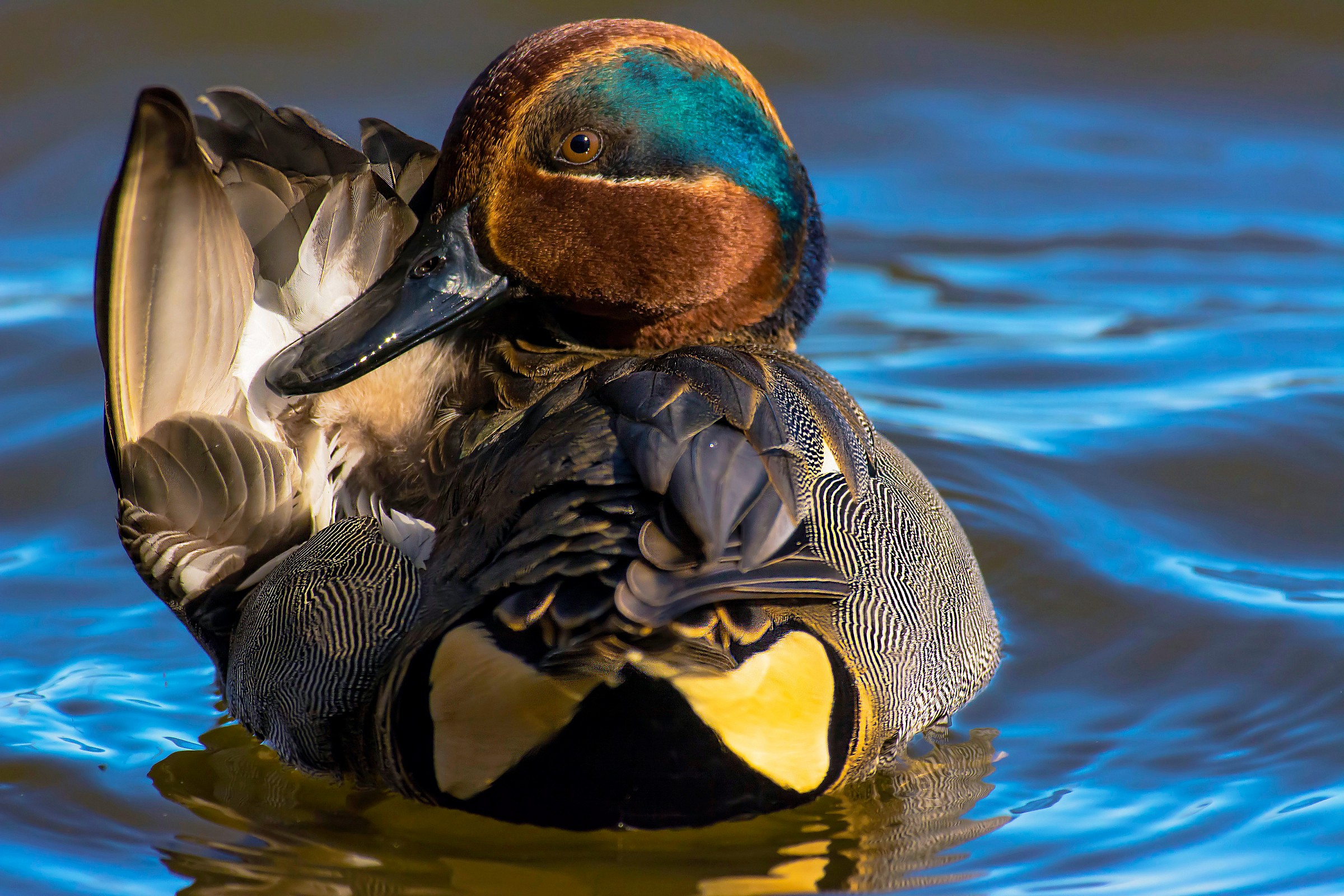 Anas Crecca - Portrait