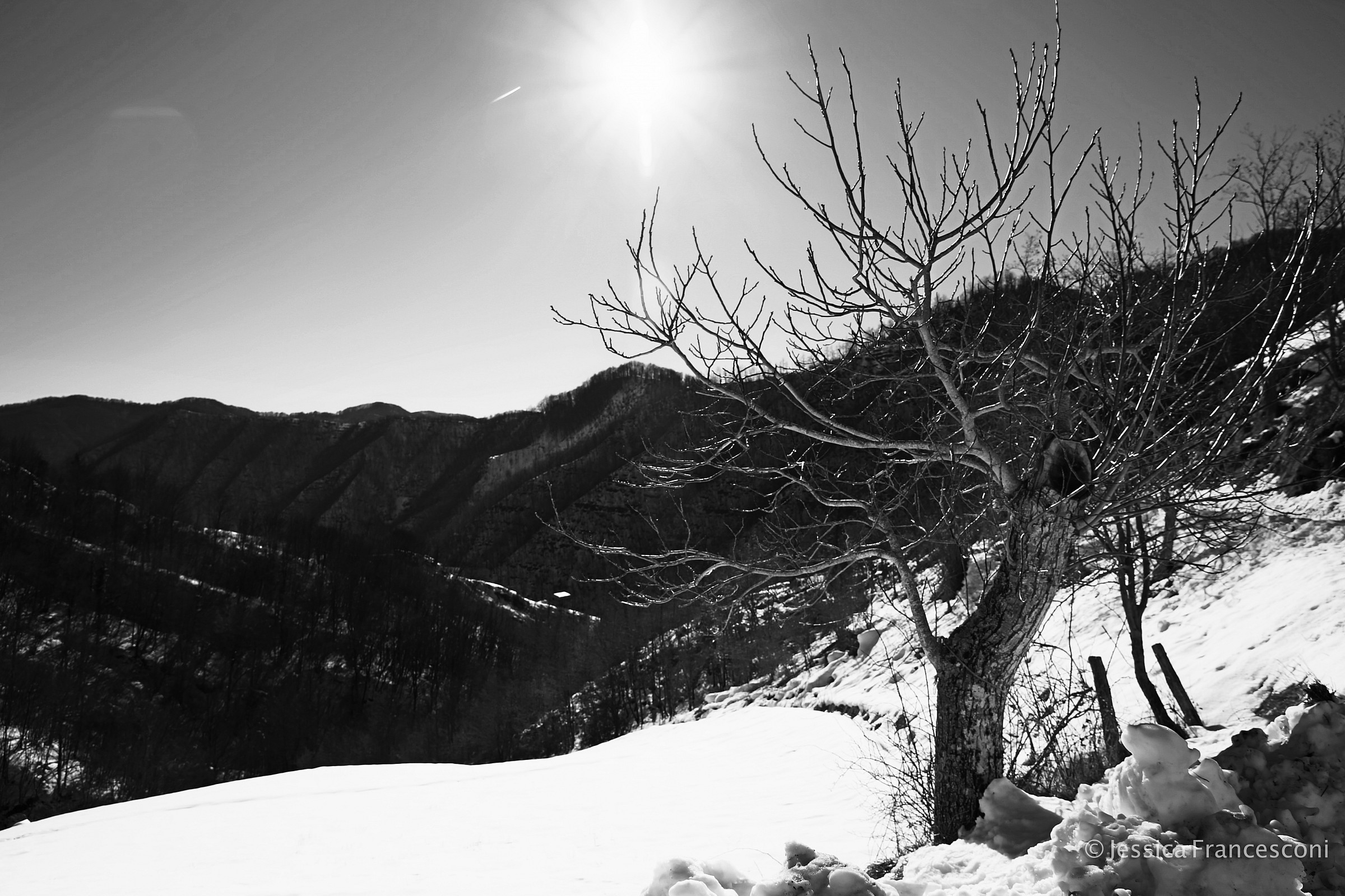 L'albero che resiste alla neve