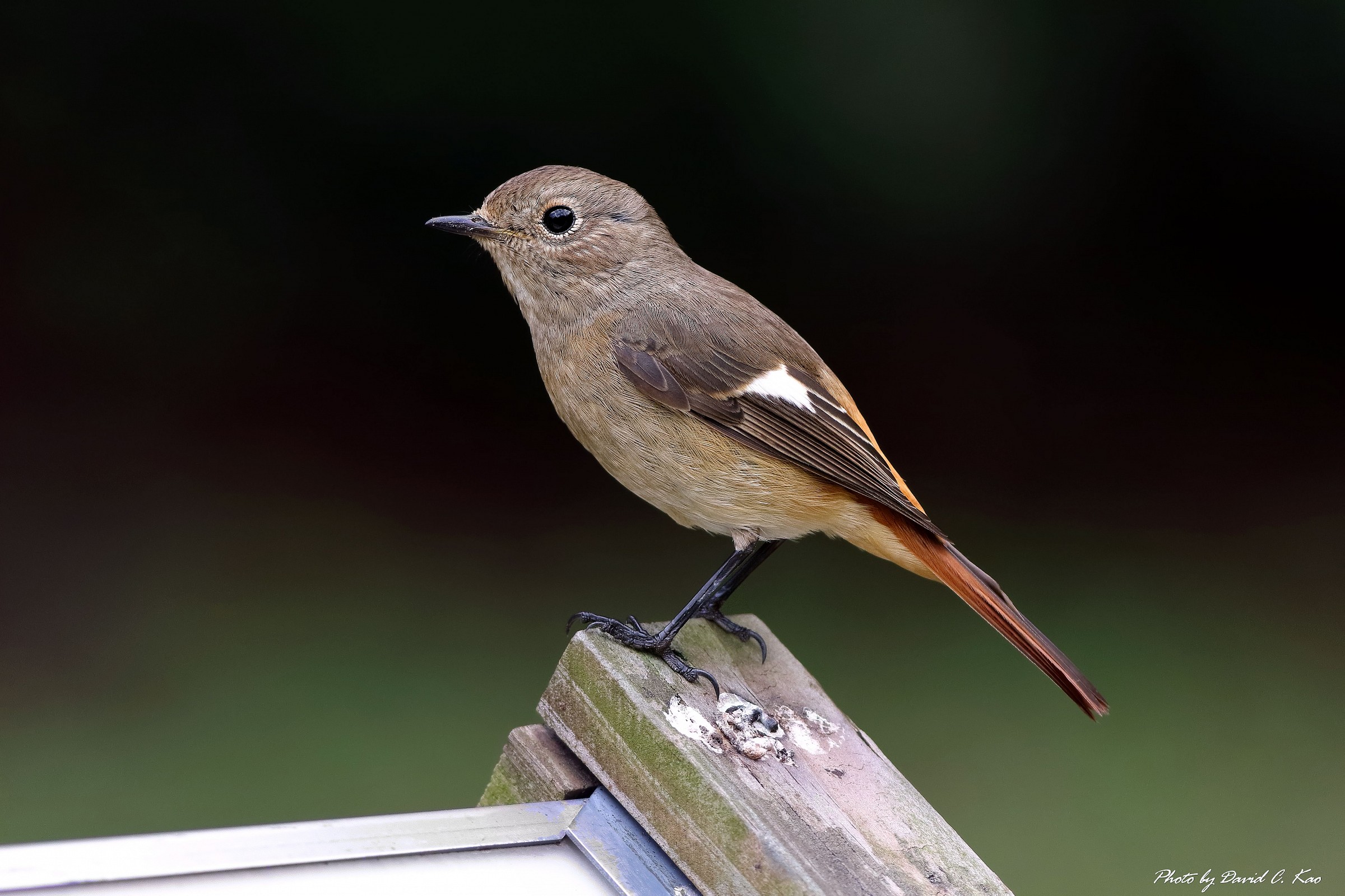 Daurian Redstart