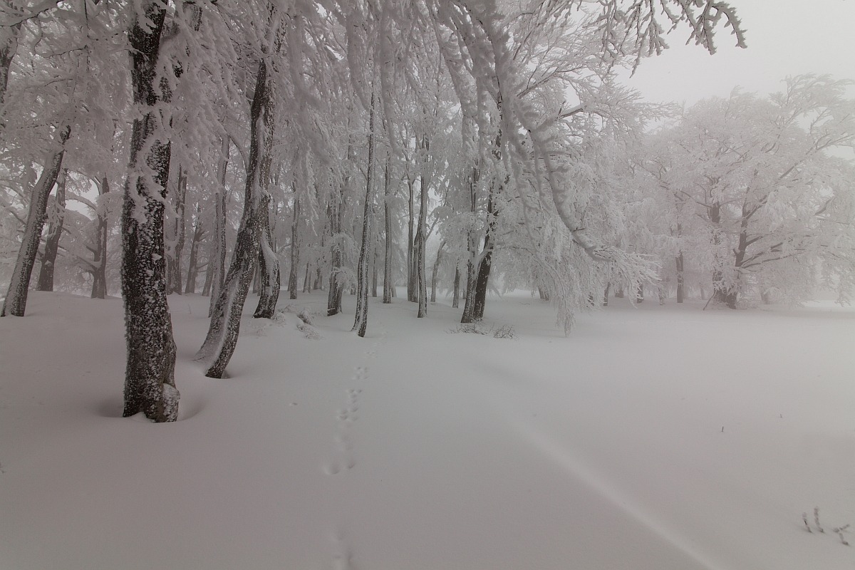 Traces of life after the big snowfall