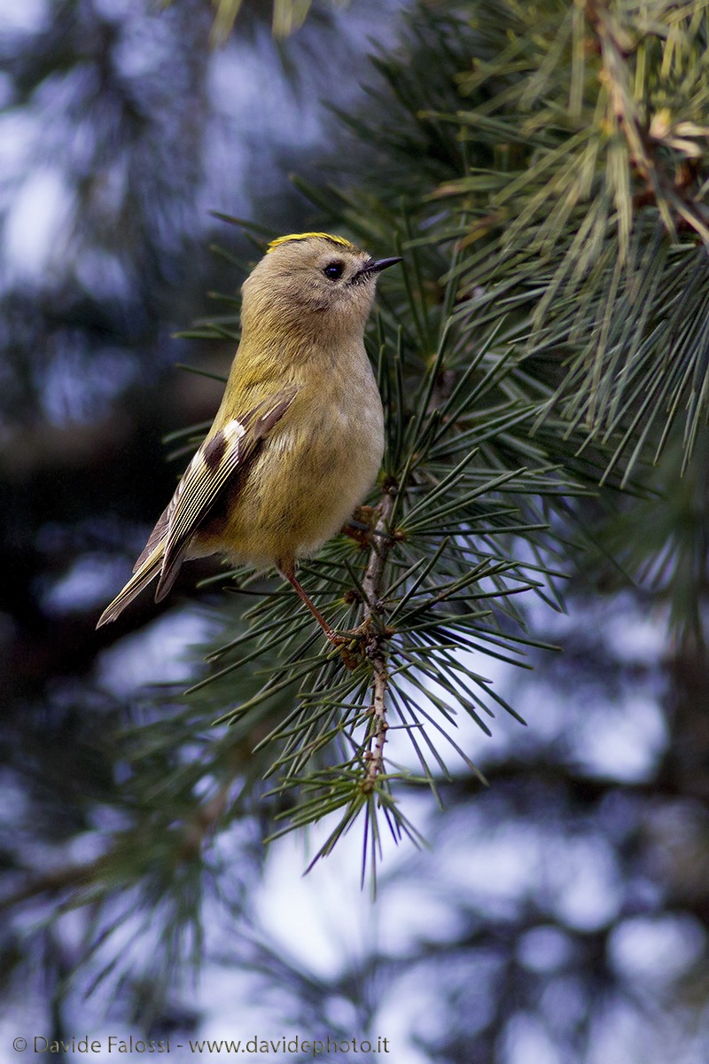 Regulus Species Regolus Regolus