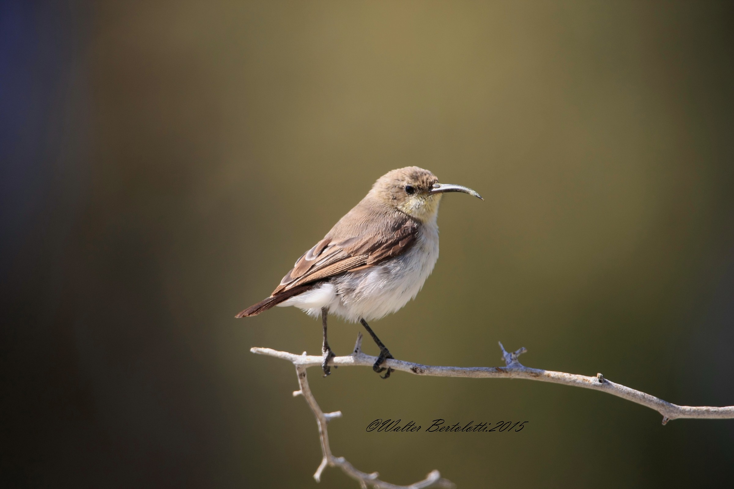Scarlet-chested Sunbird