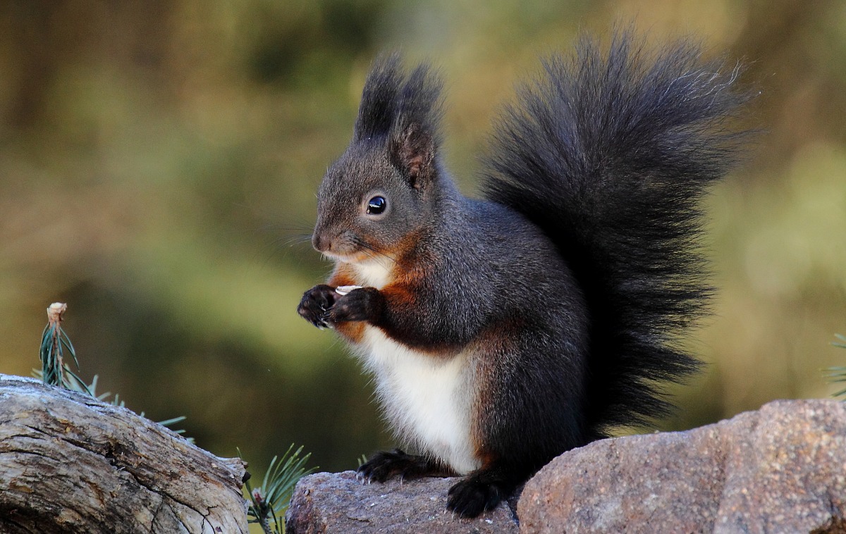 Dal capanno di un amico che ringrazio tanto: Folletto..