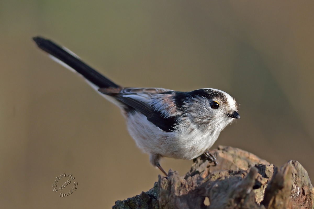 Incontro ravvicinato con il.....  Codibugnolo