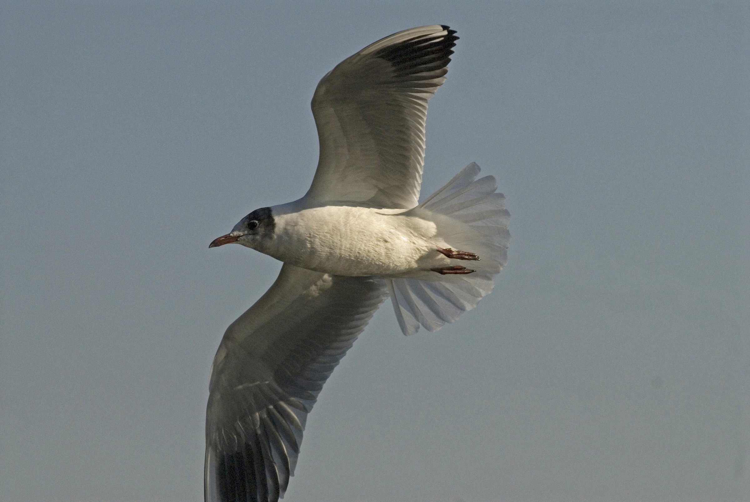 Seagull in flight