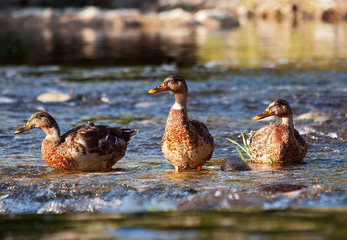 ducks posing