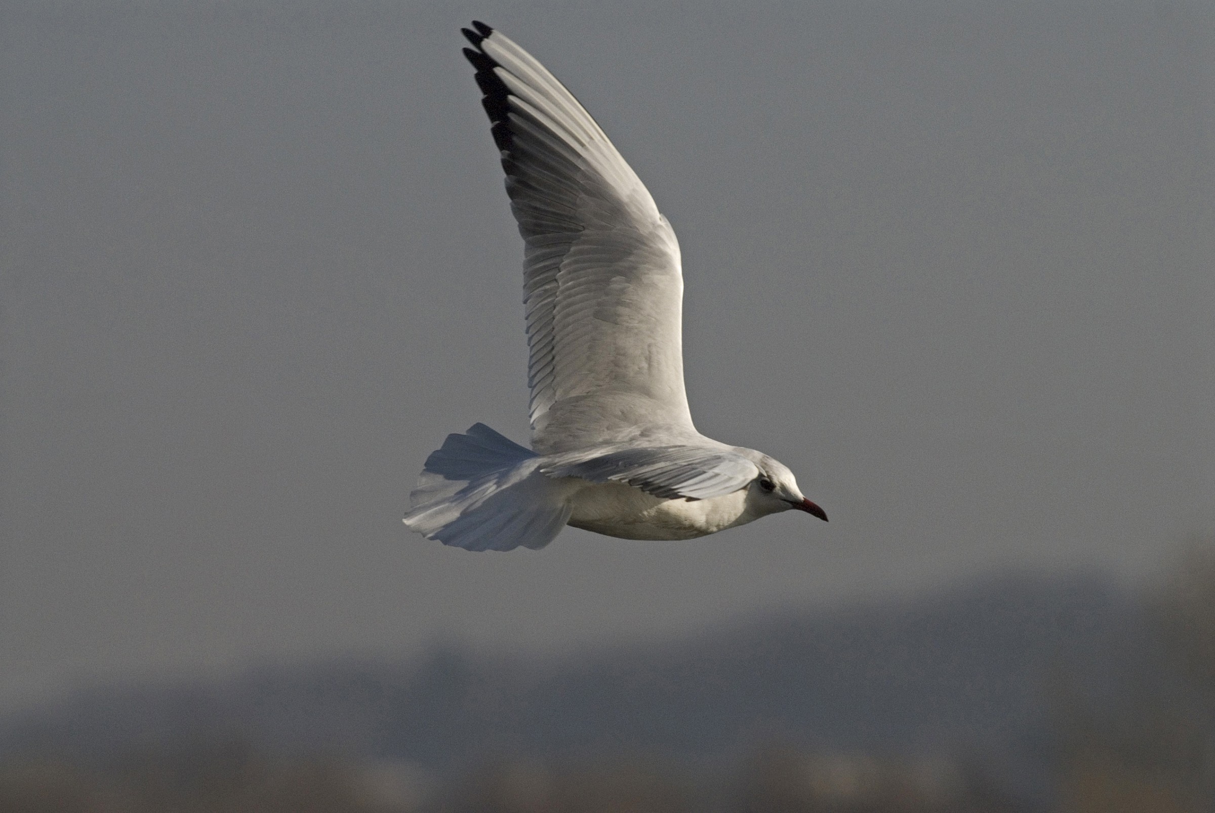 Il volo del gabbiano