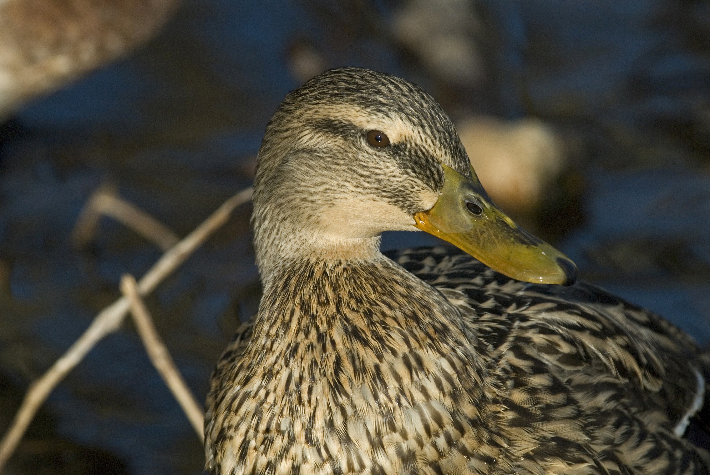 Ritratto di Gemano femmina