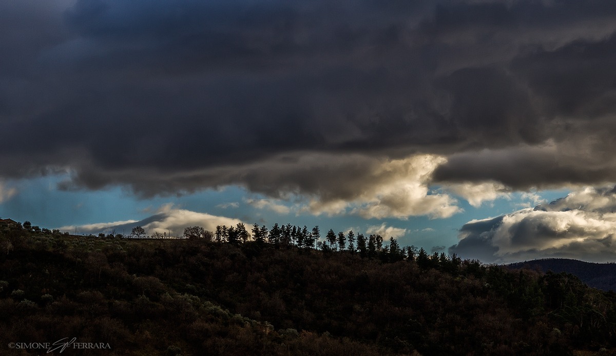 Pines on the horizon.