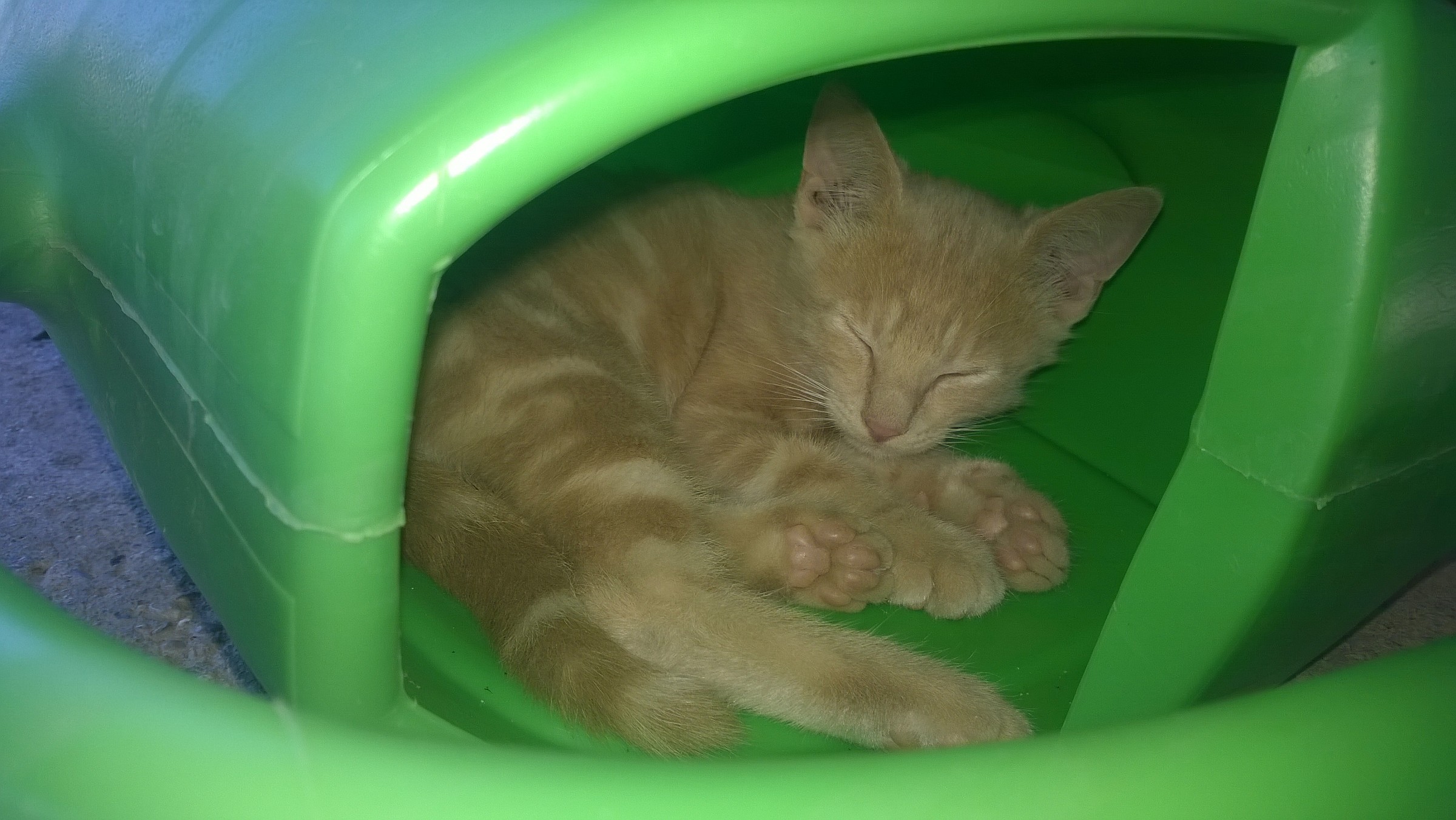 nell'innaffiatoio a nap!