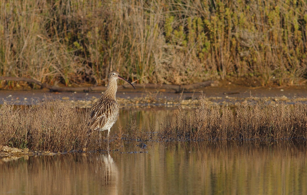 Curlew