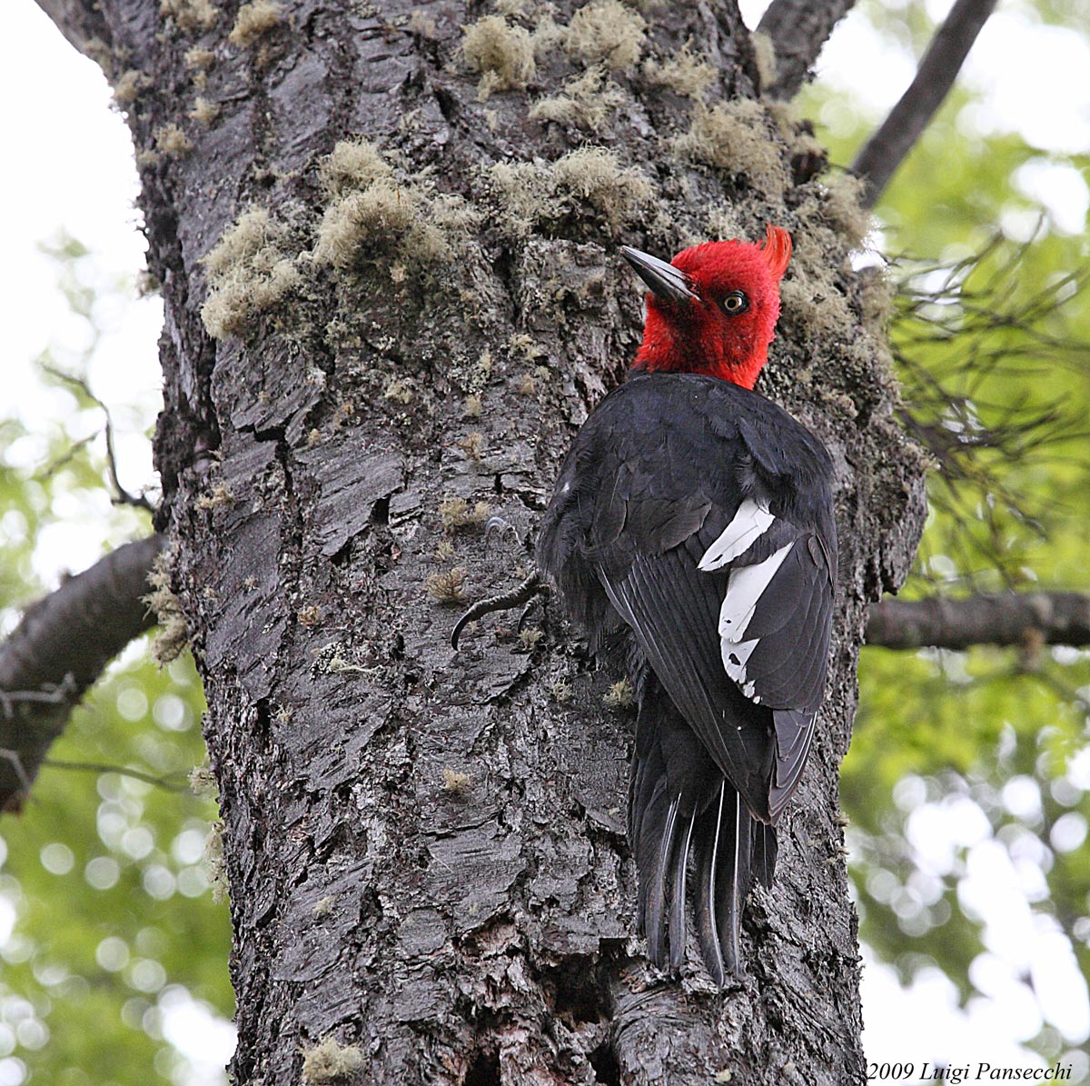 Carpintero a Ushuaia