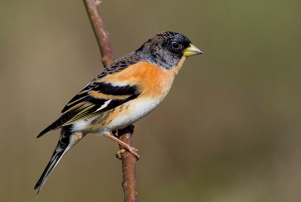 Brambling