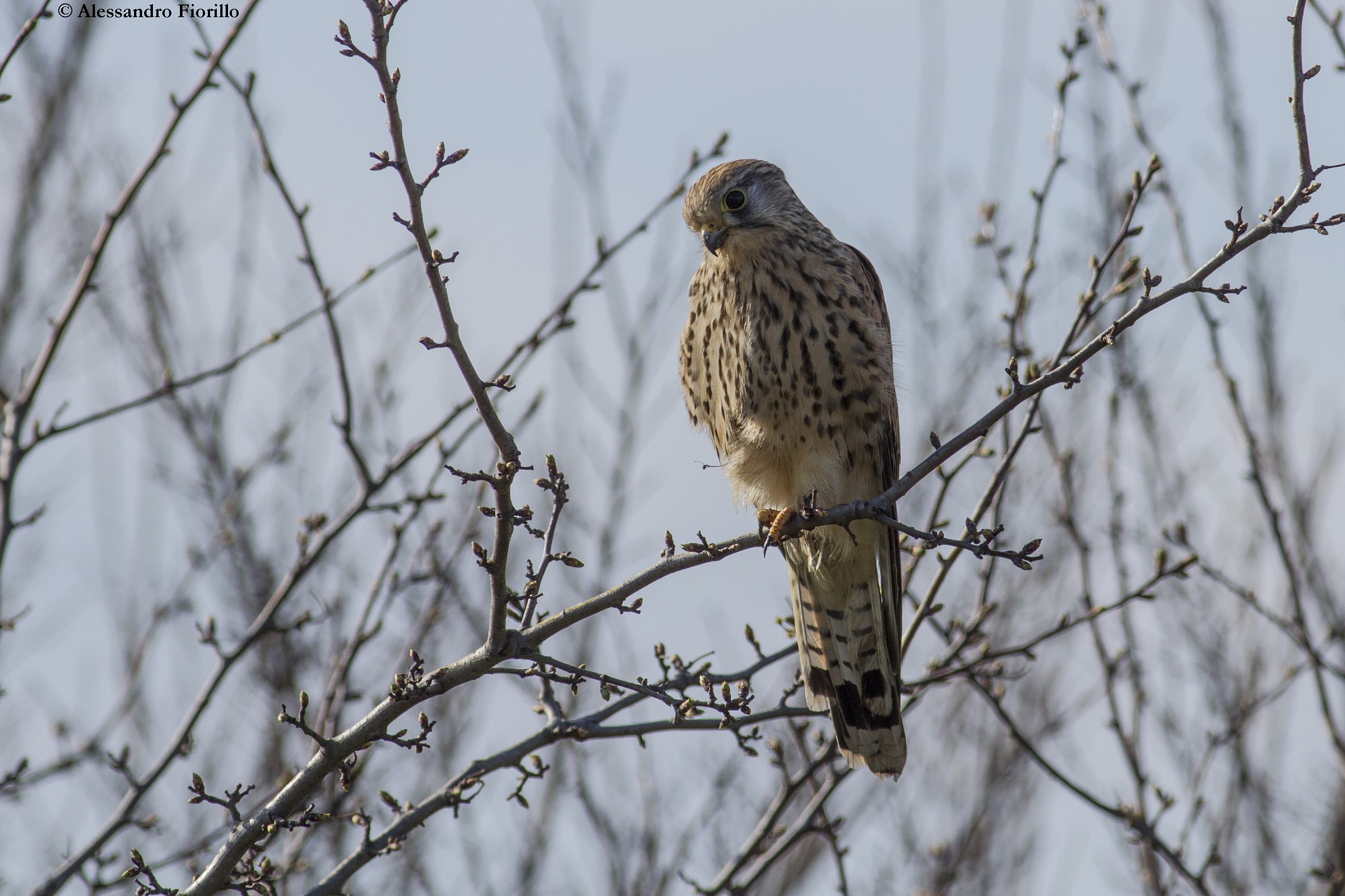 Kestrel