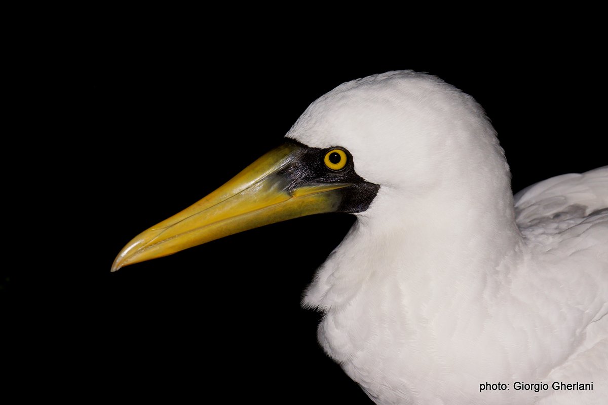 Seagull or Albatros?