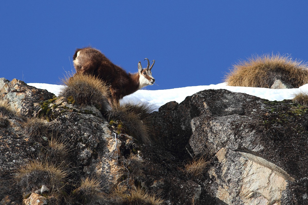 chamois