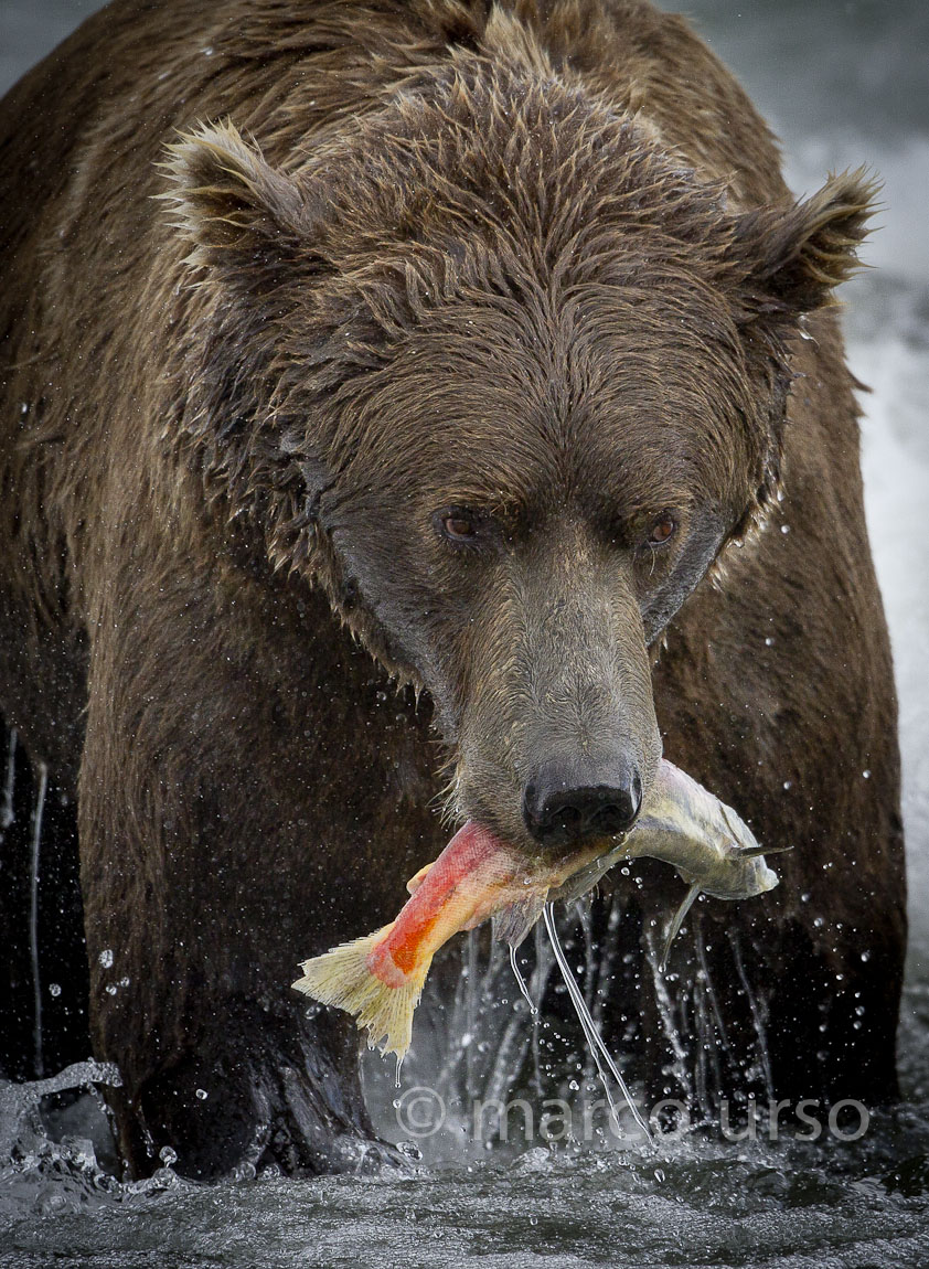 Breakfast in Alaska