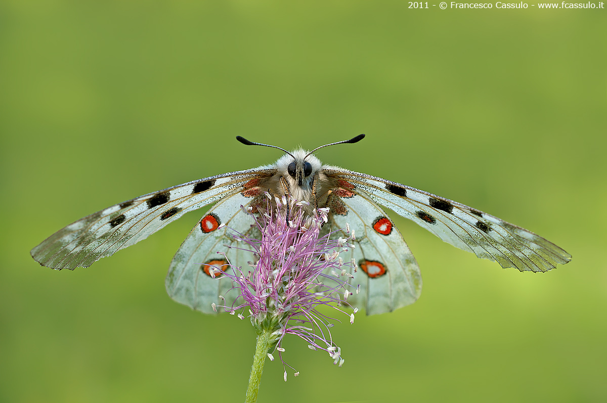 Parnassius apollo