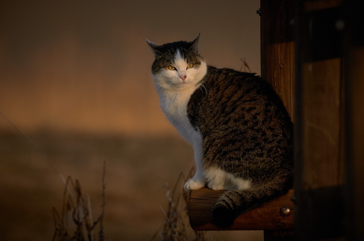 Country cat