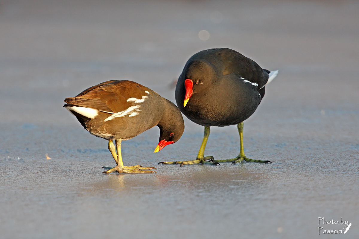 Orpo, che freddo ai piedi!